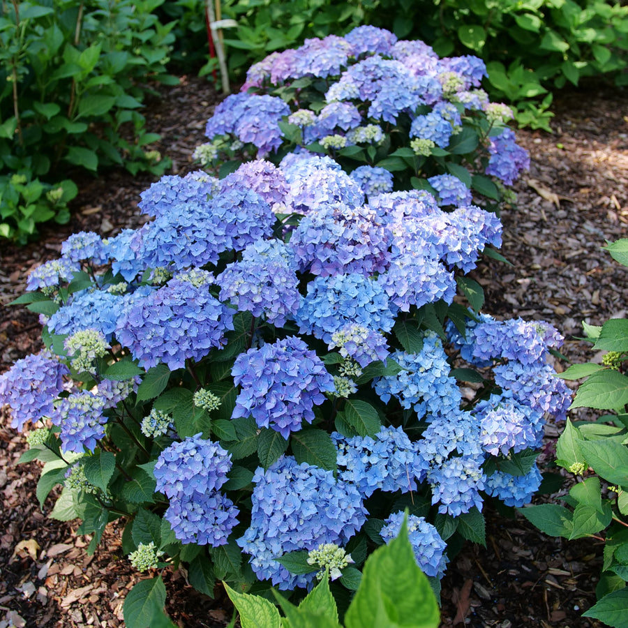 Blue Hydrangea flowers |Proven Winners®