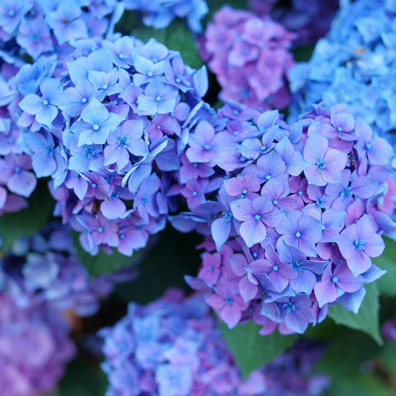 Blue Hydrangea flowers |Proven Winners®