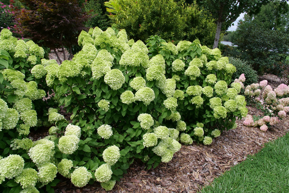 Large White Flowering hydrangeas in row |Proven Winners®