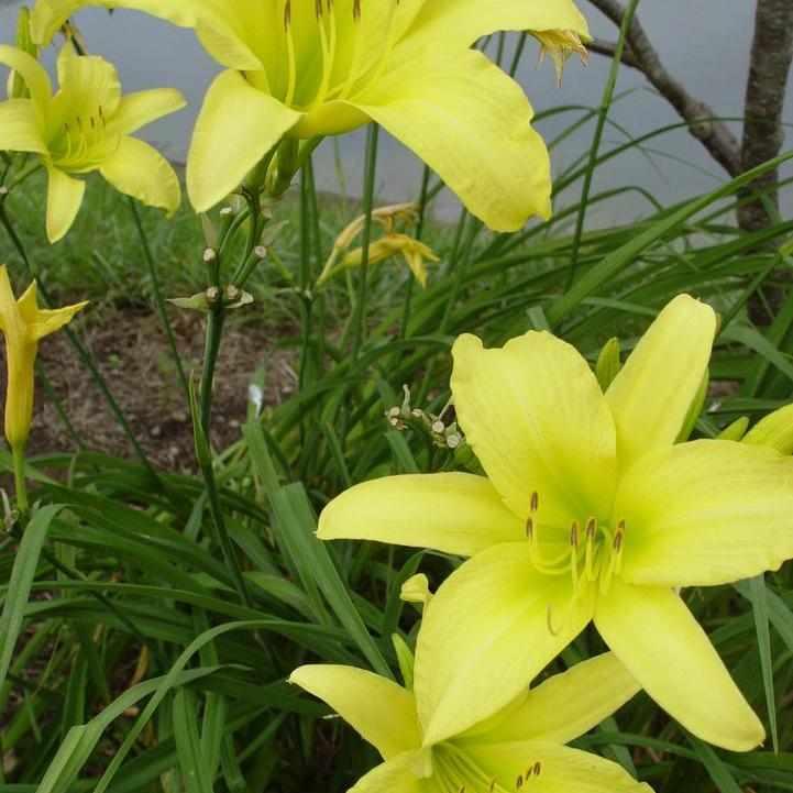 Hyperion Daylily