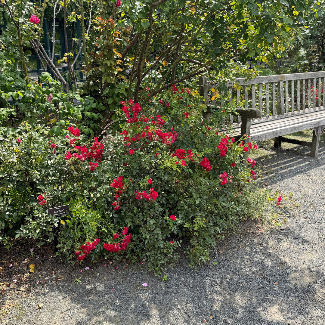 Red Drift rose in bloom |Spotswood Greenery