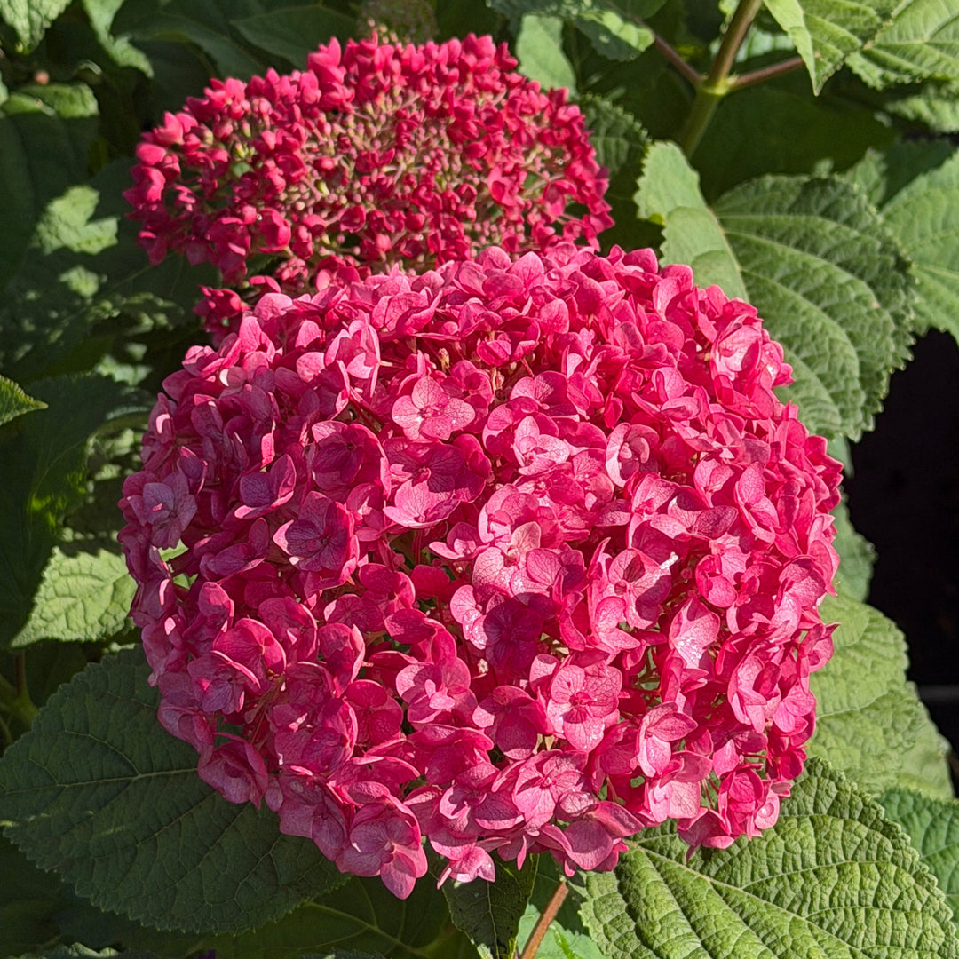 Dreamscape smooth hydrangea flower |Spotswood Greenery
