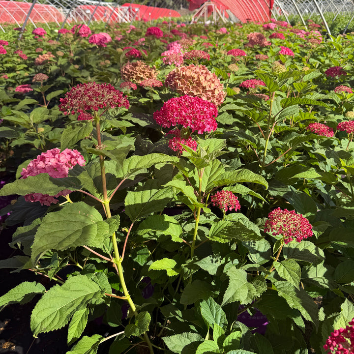 Dreamscape smooth hydrangea flower |Spotswood Greenery