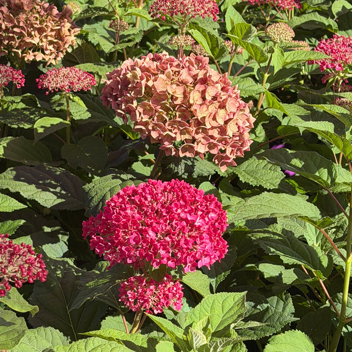 Dreamscape smooth hydrangea flower |Spotswood Greenery