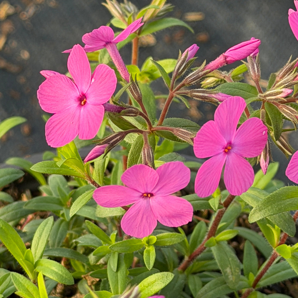 Woodlander Pink Phlox |Spotswood Greenery
