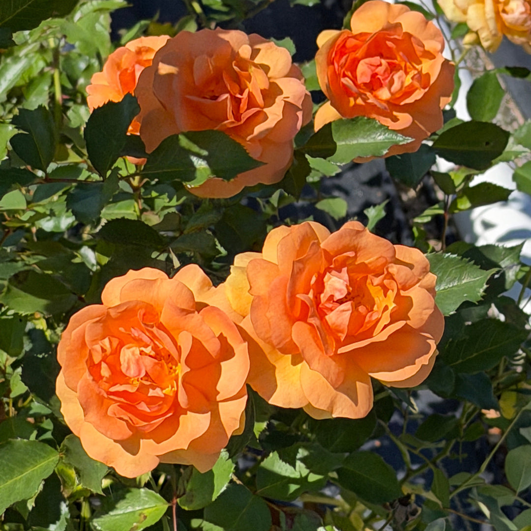 orange rose in bloom |Spotswood Greenery