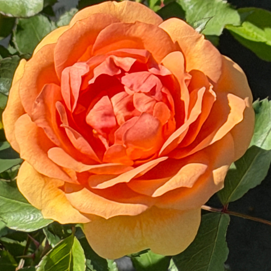 orange rose in bloom |Spotswood Greenery