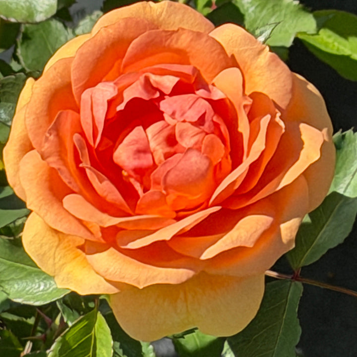 orange rose in bloom |Spotswood Greenery