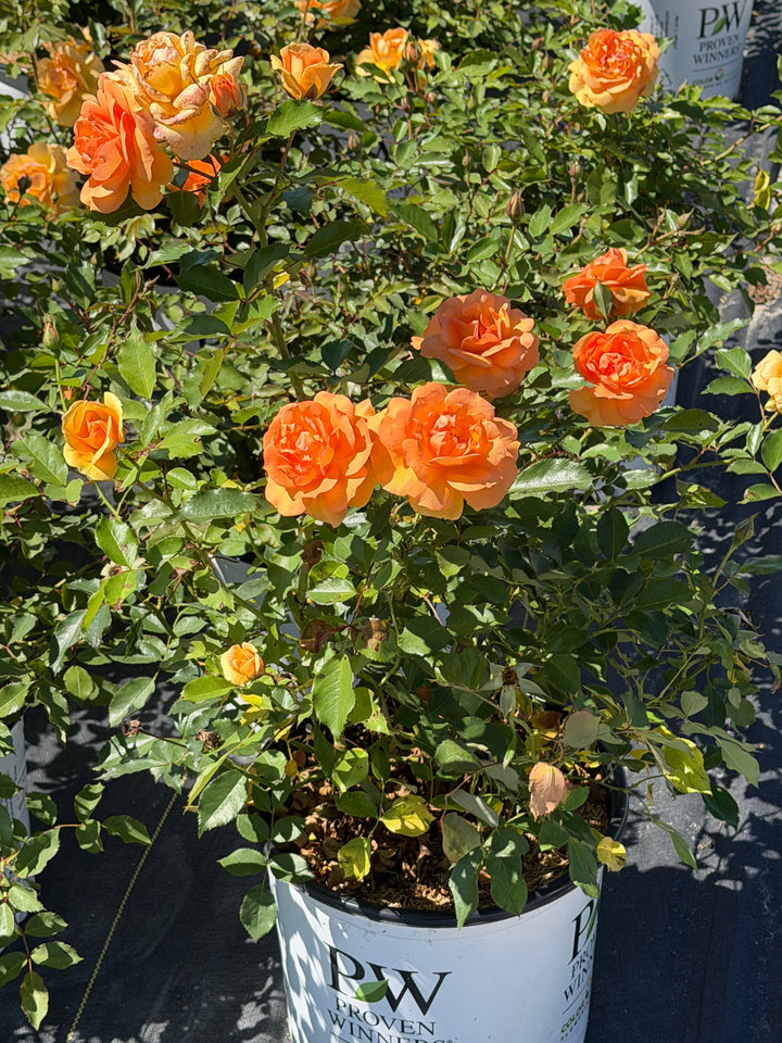 orange rose in bloom |Spotswood Greenery