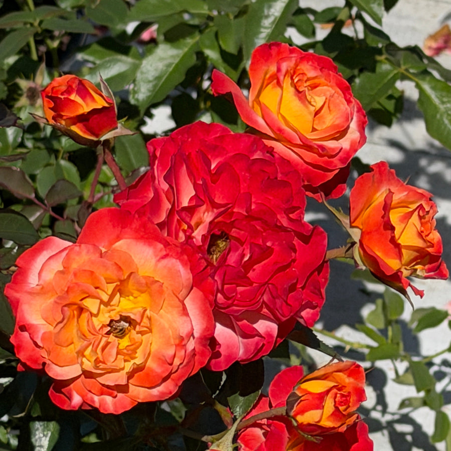 Oso Easy En Fuego Rose|Spotswood Greenery
