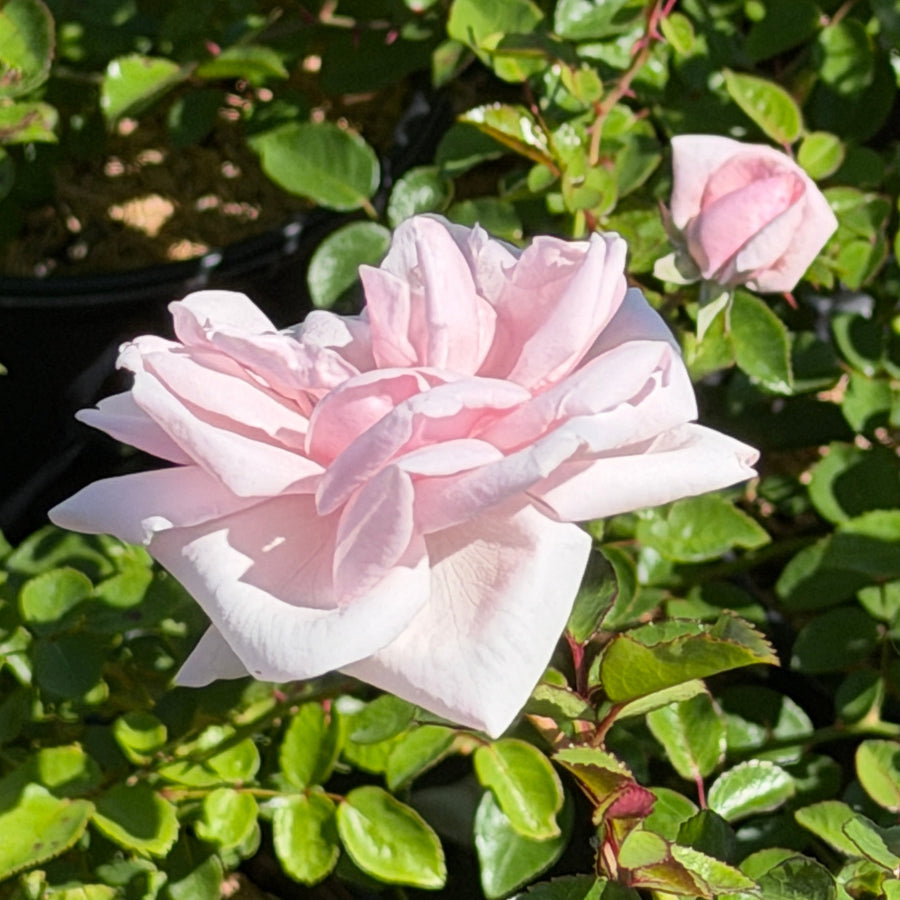 soft pink rose bloom |
Spotswood Greenery