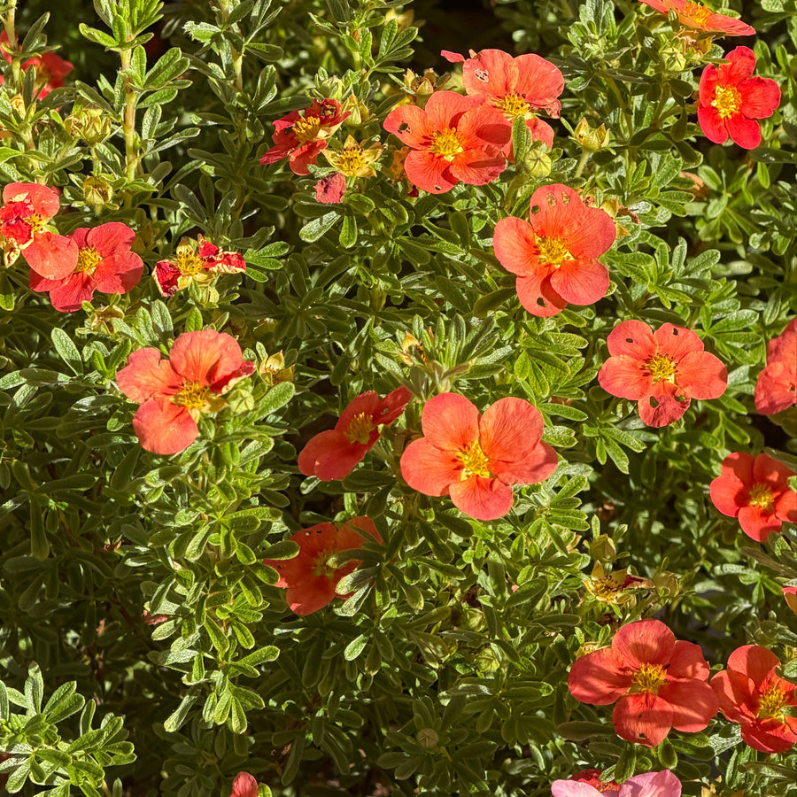 happy face orange cinquefoil |Spotswood Greenery
