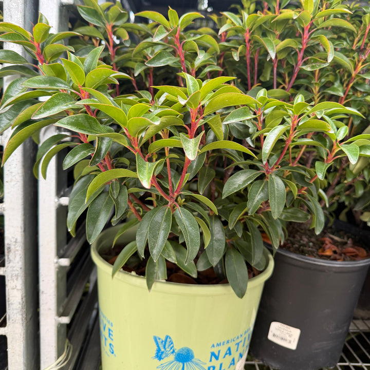 Raspberry Glow Mountain Laurel