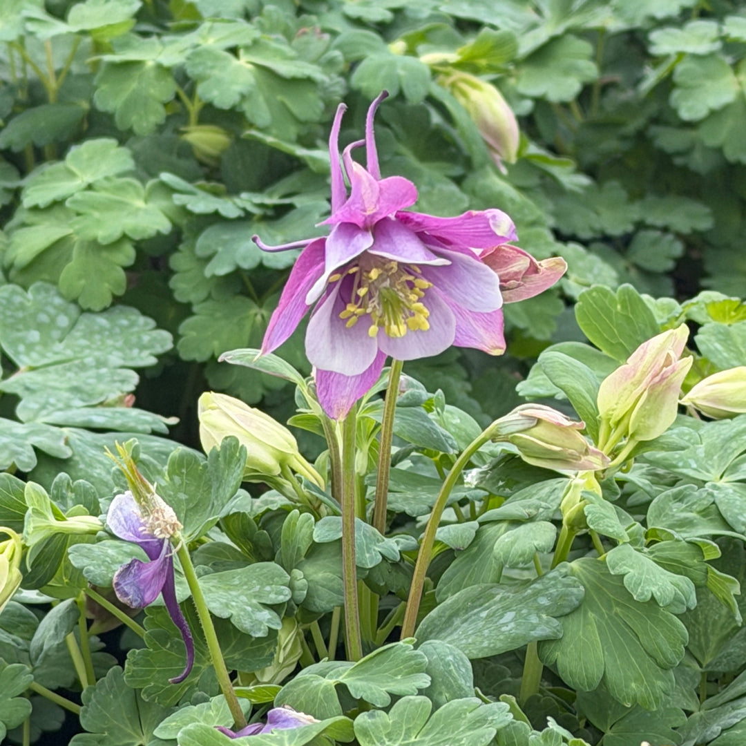 Purple and blue columbine. |Spotswood Greenery
