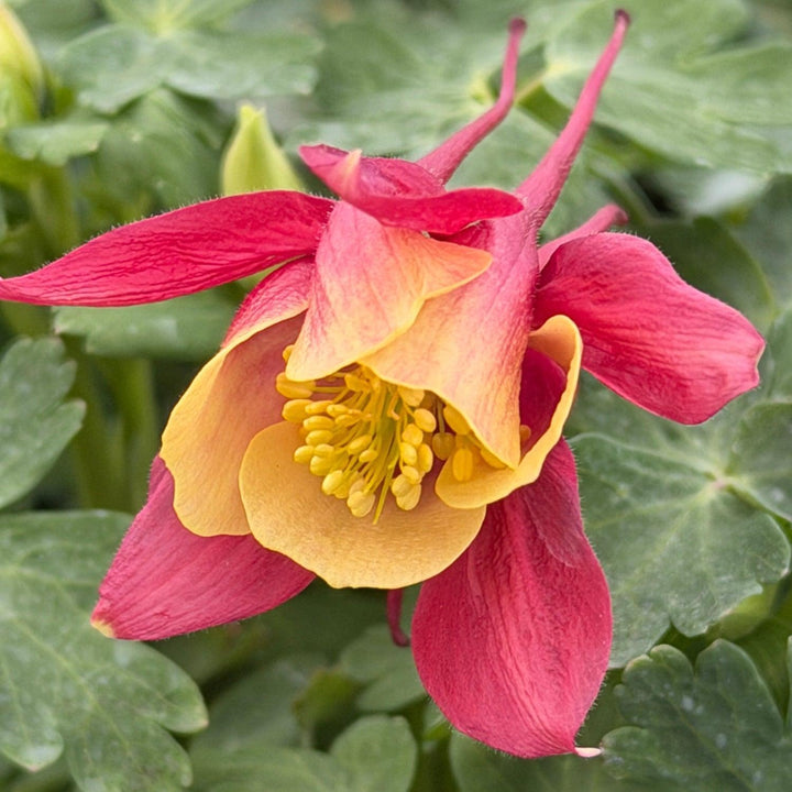 Earlybird Red and Yellow Columbine |Spotswood Greenery