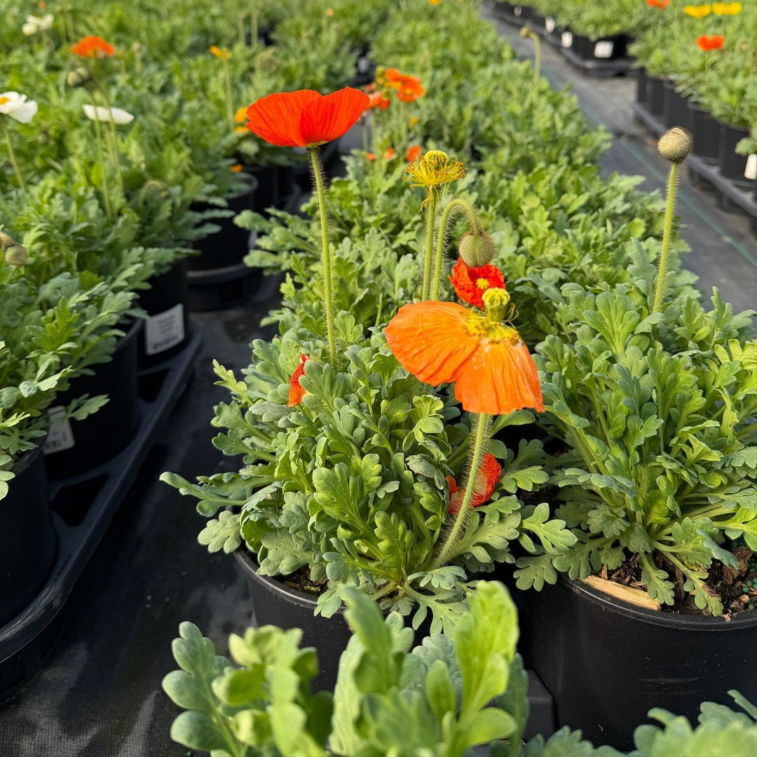 Garden Gnome Poppy |Spotswood Greenery
