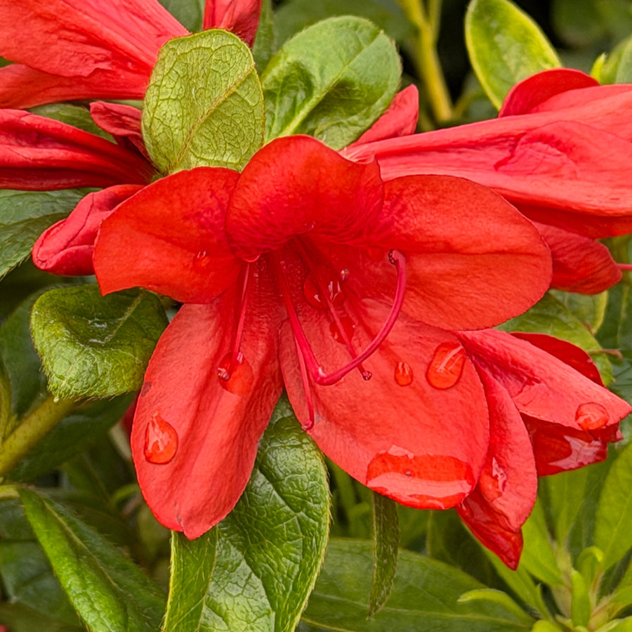 Autumn Bravo azalea blooms closeup |Spotswood Greenery