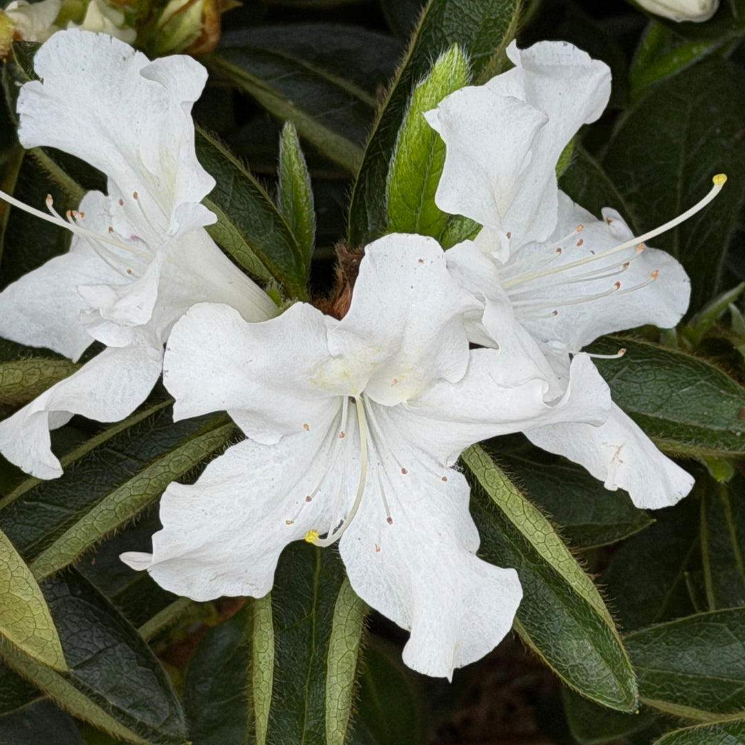 Azalea autumn lily