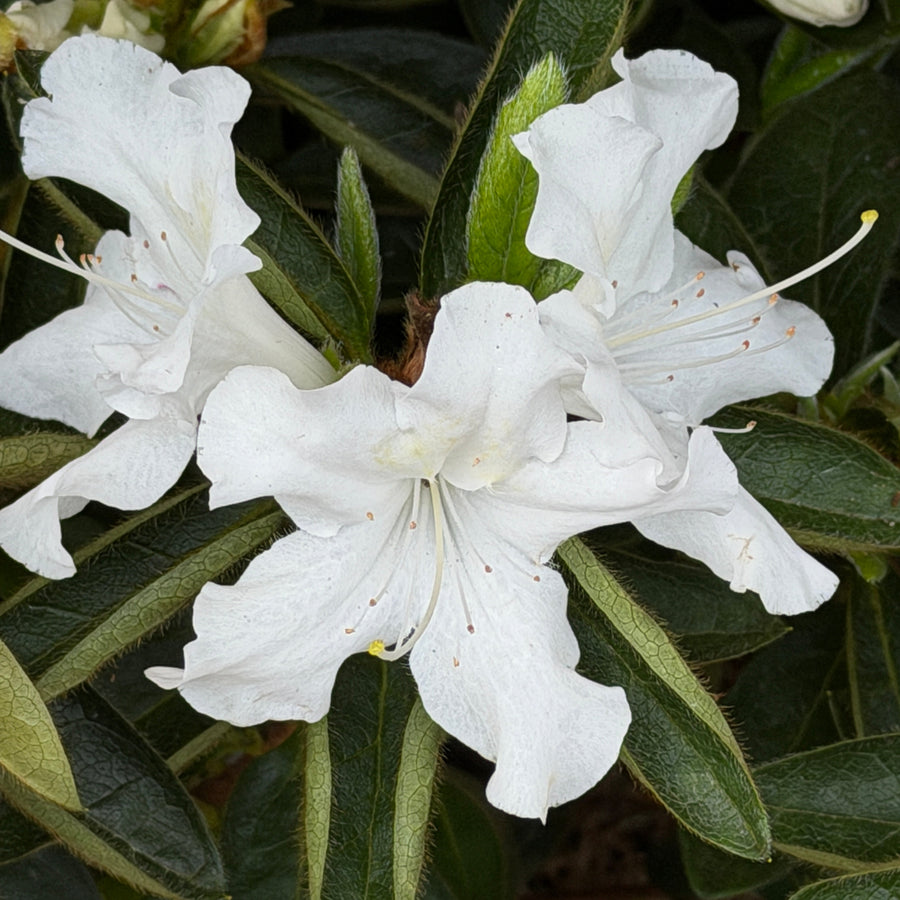Azalea autumn lily