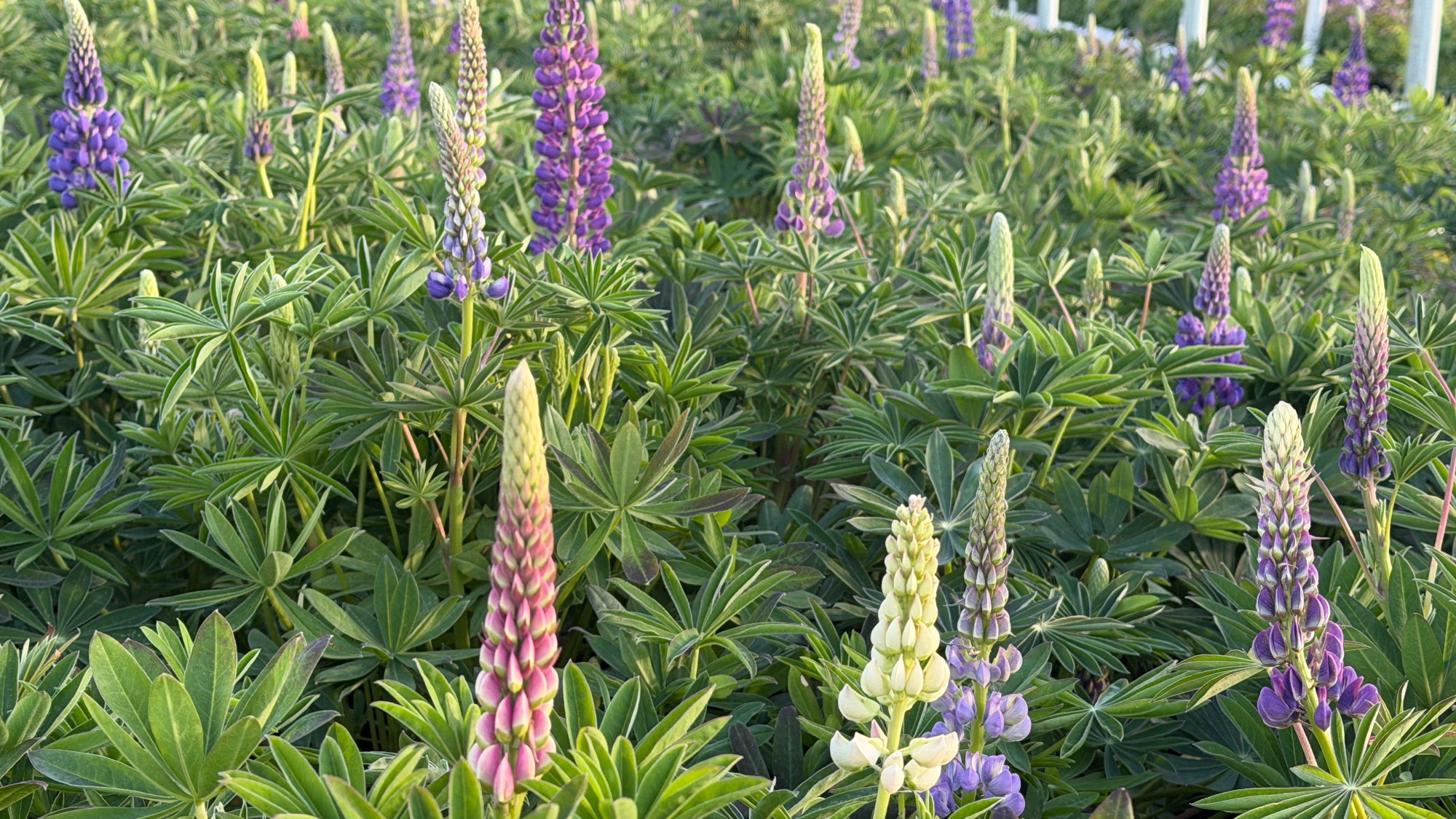 lupines in field