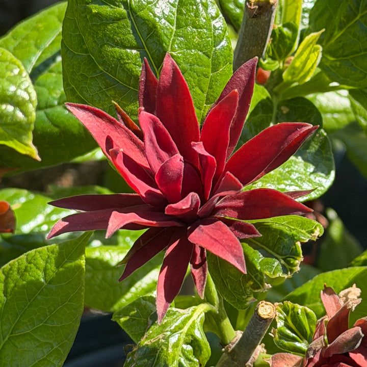 Sweetshrub |Spotswood Greenery