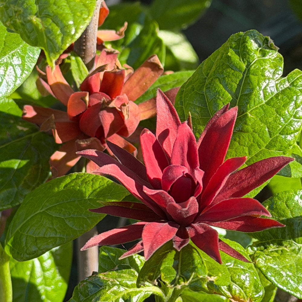 Sweetshrub |Spotswood Greenery