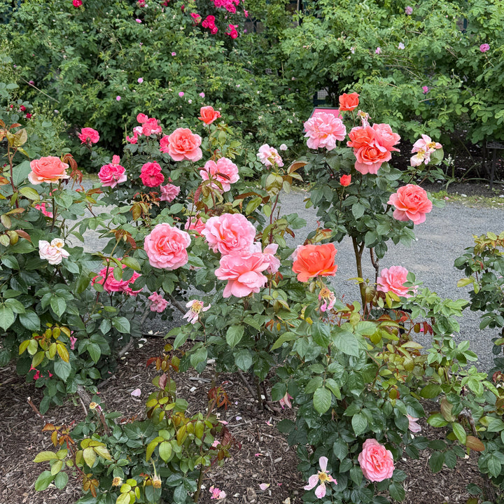 sweet frangrance rose in bloom |Spotswood Greenery