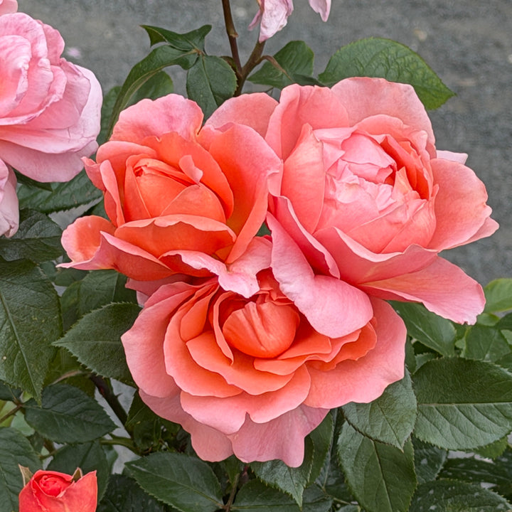 sweet frangrance rose in bloom |Spotswood Greenery