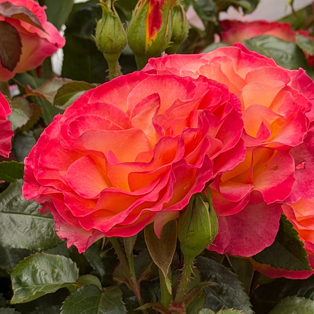 close up of True Sincerity rose |Spotswood Greenery