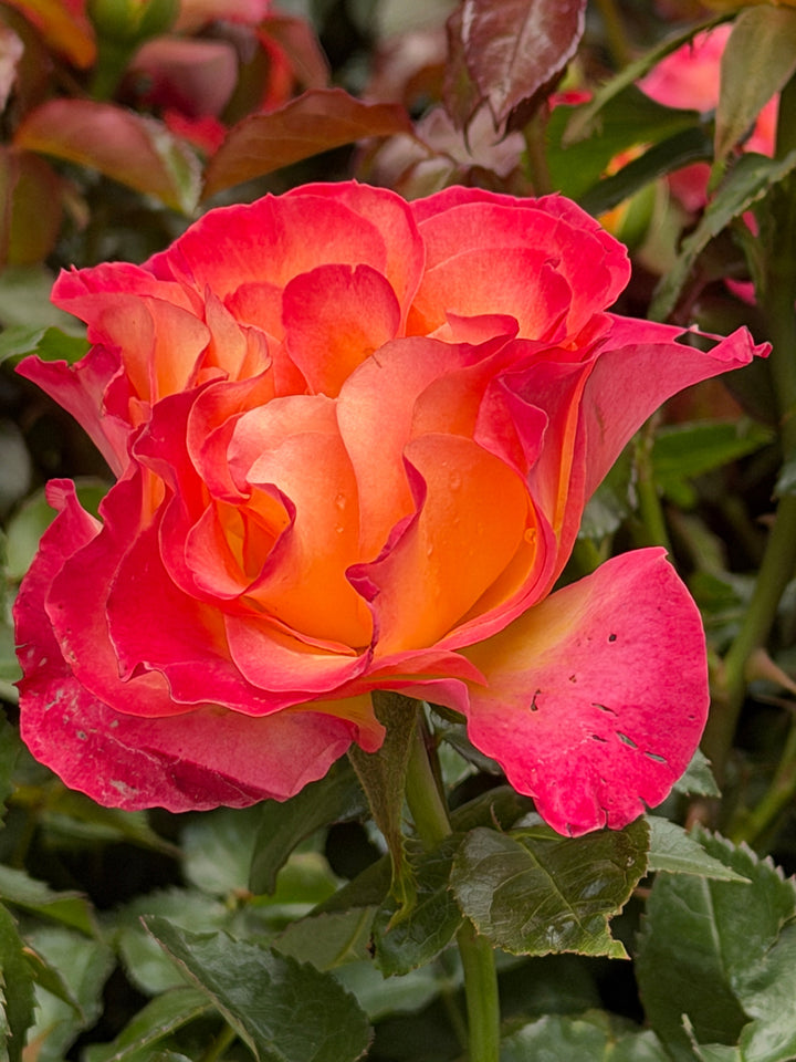 True Bloom® True Sincerity Floribunda Rose