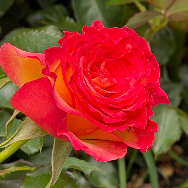 close up of True Sincerity rose |Spotswood Greenery