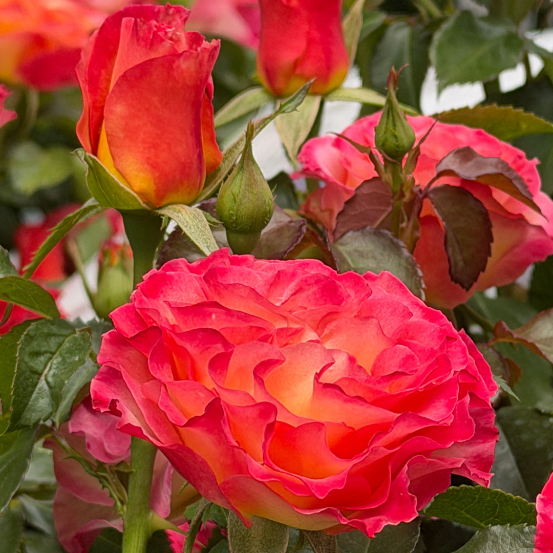close up of True Sincerity rose |Spotswood Greenery