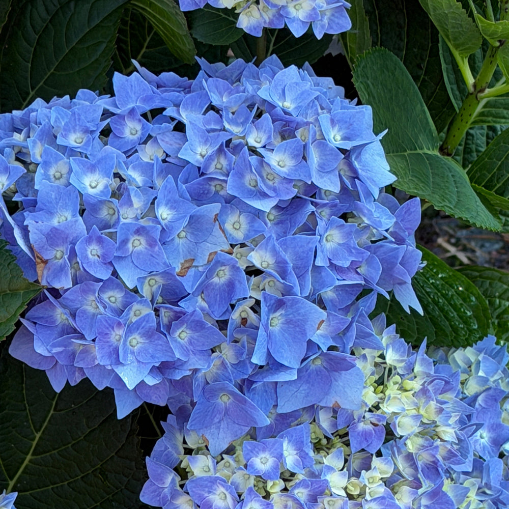 Let's Dance® Blue Jangles® Reblooming hydrangea |Spotswood Greenery