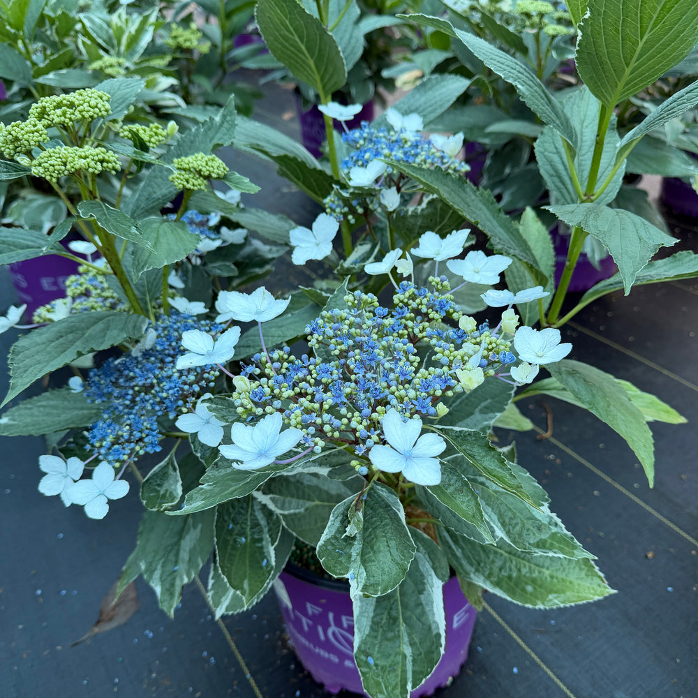 Light o Day variegated hydrangea |Spotswood Greenery
