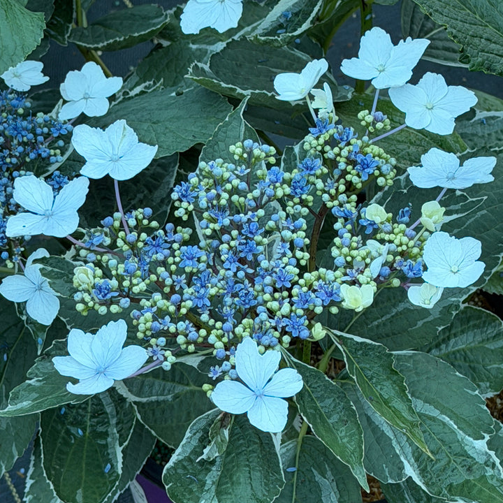 Light o Day variegated hydrangea |Spotswood Greenery