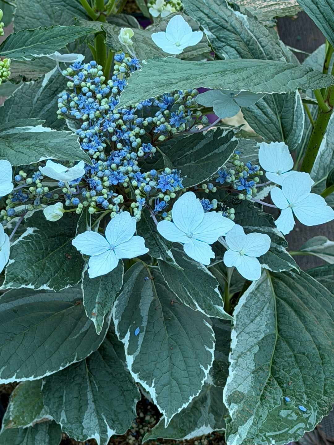 Light o Day variegated hydrangea |Spotswood Greenery