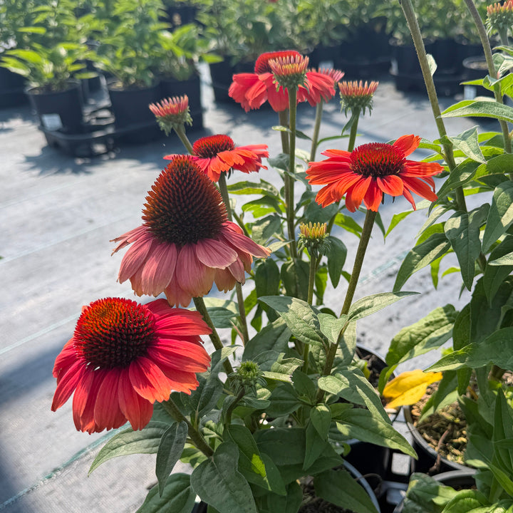 Eye-Catcher™ Tanager Coneflower