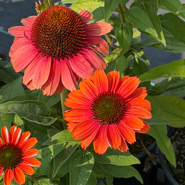 tanager coneflower with bee on it |Spotswood Greenery