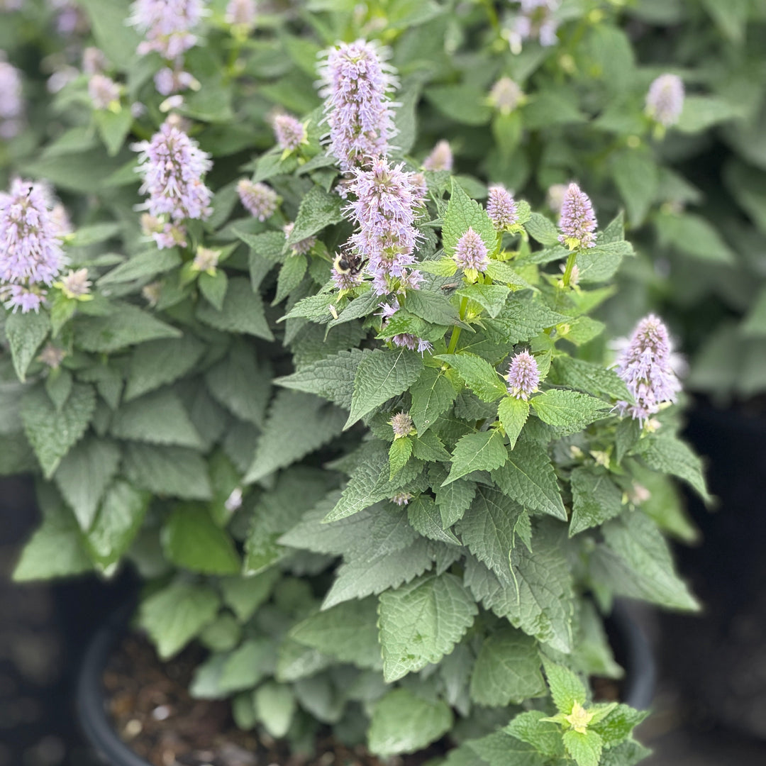 Blue Fortune Anise in bloom |Spotswood Greenery