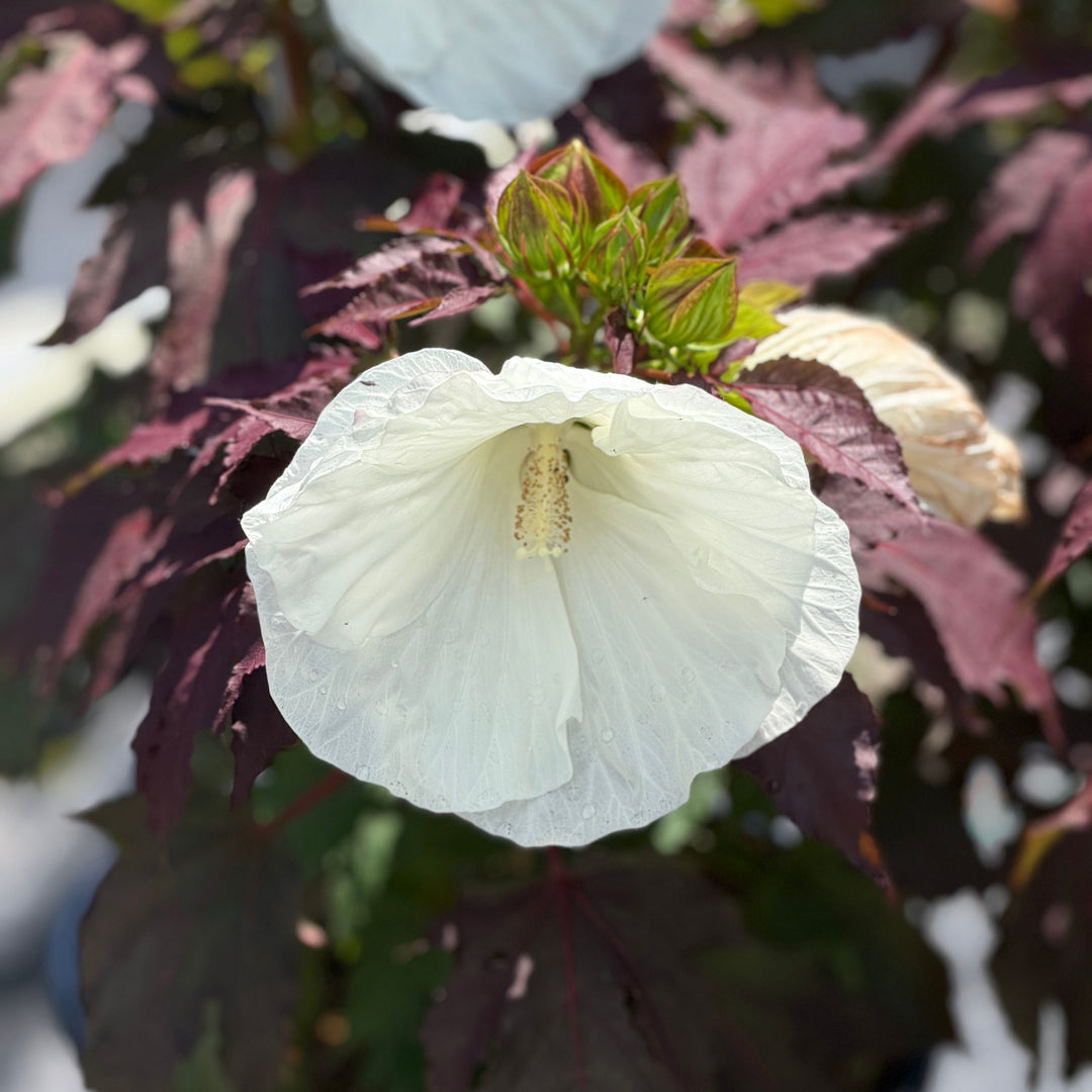 Cookies and Cream Rose Mallow |Spotswood Greenery