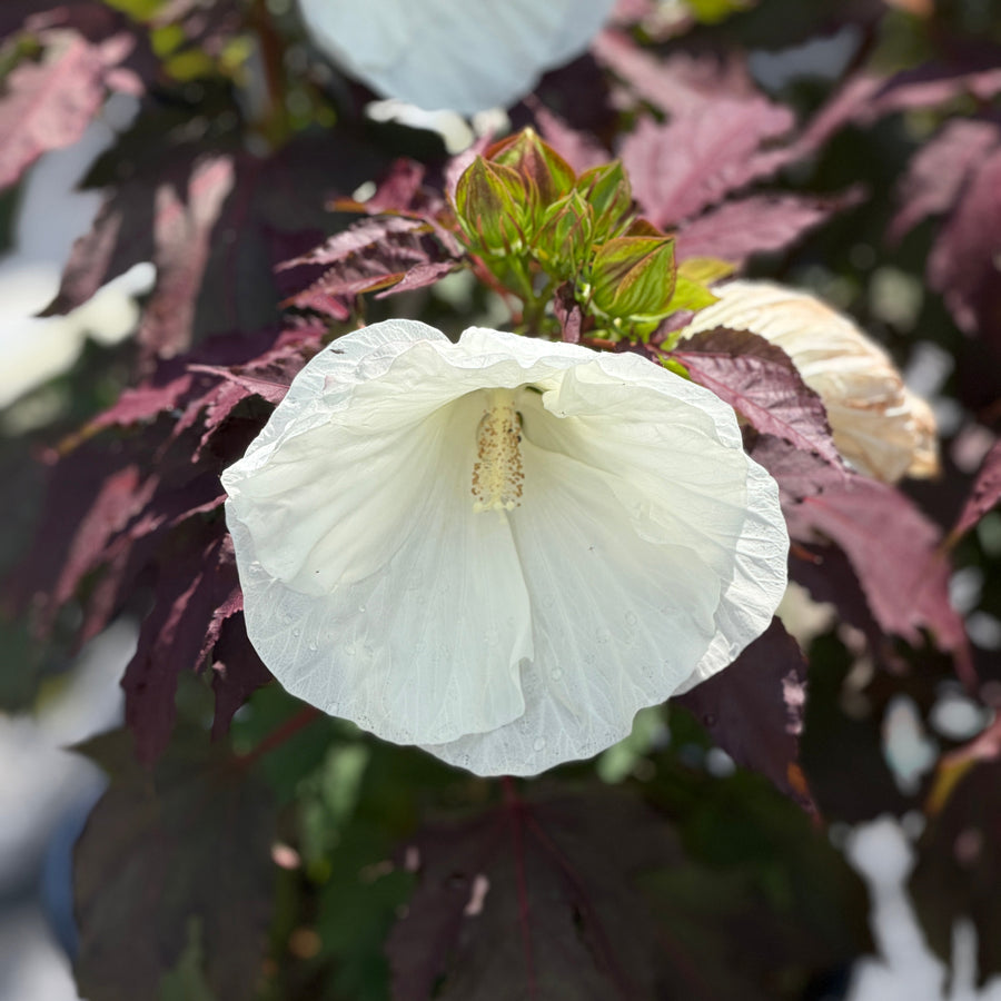 Cookies and Cream Rose Mallow |Spotswood Greenery