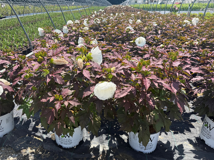 Cookies and Cream Rose Mallow |Spotswood Greenery
