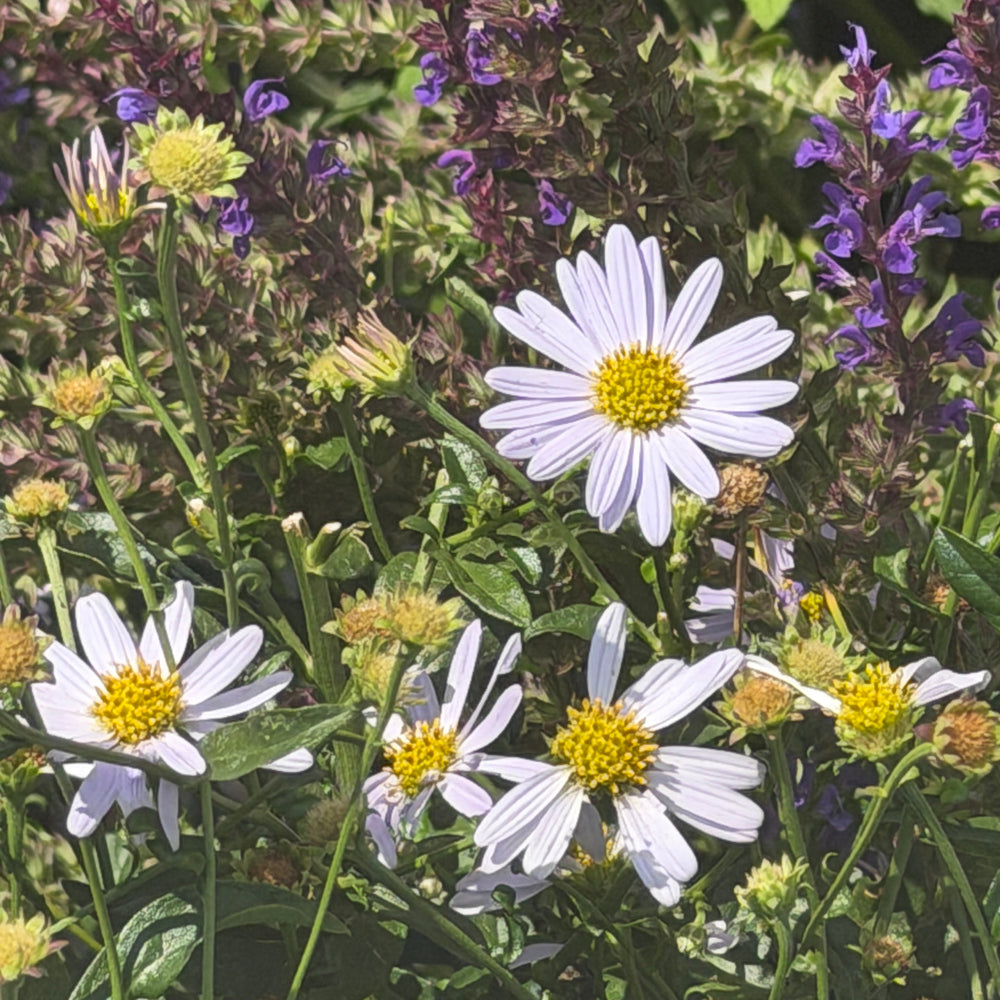 Blue Star Japanese Aster |Spotswood Greenery