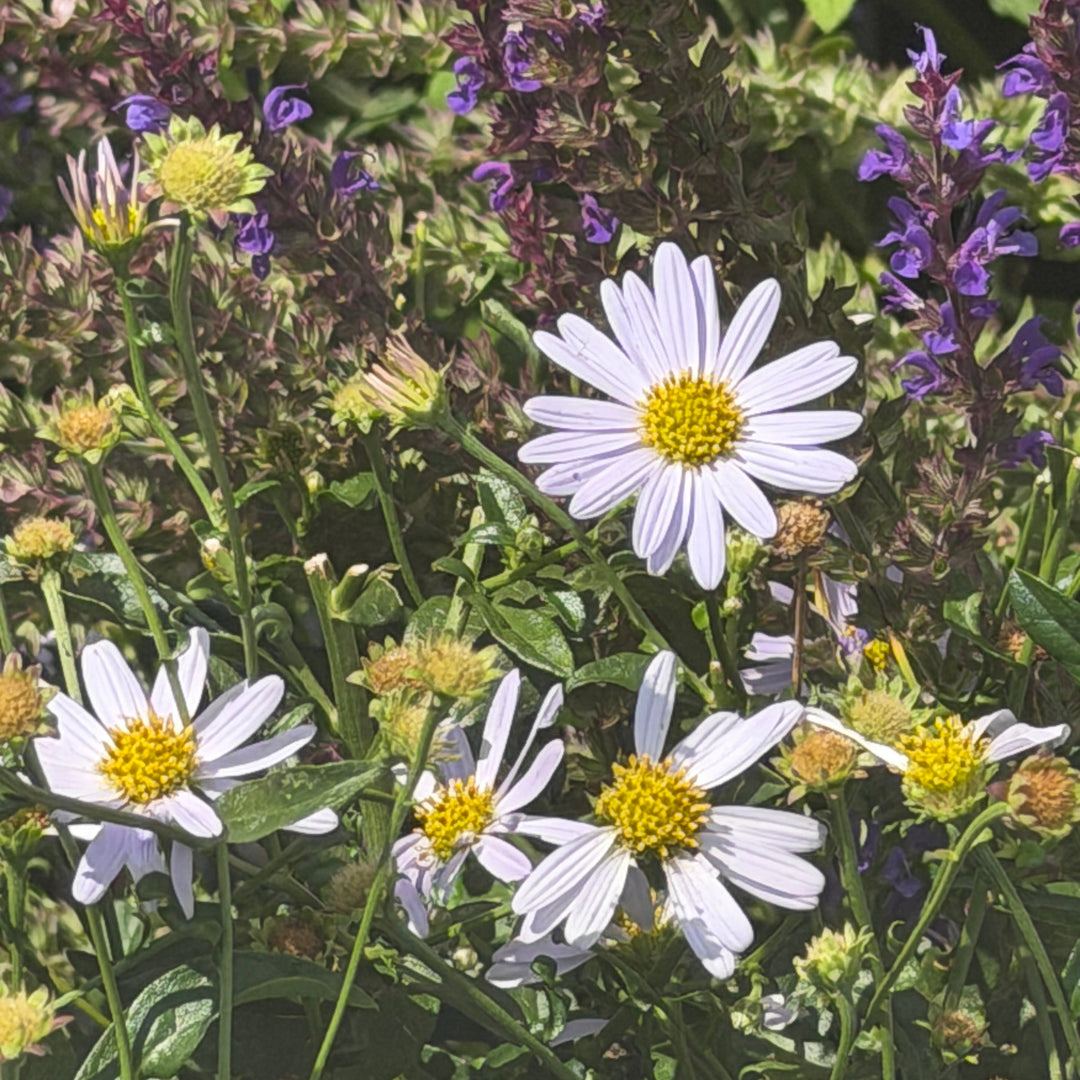 Blue Star Japanese Aster |Spotswood Greenery