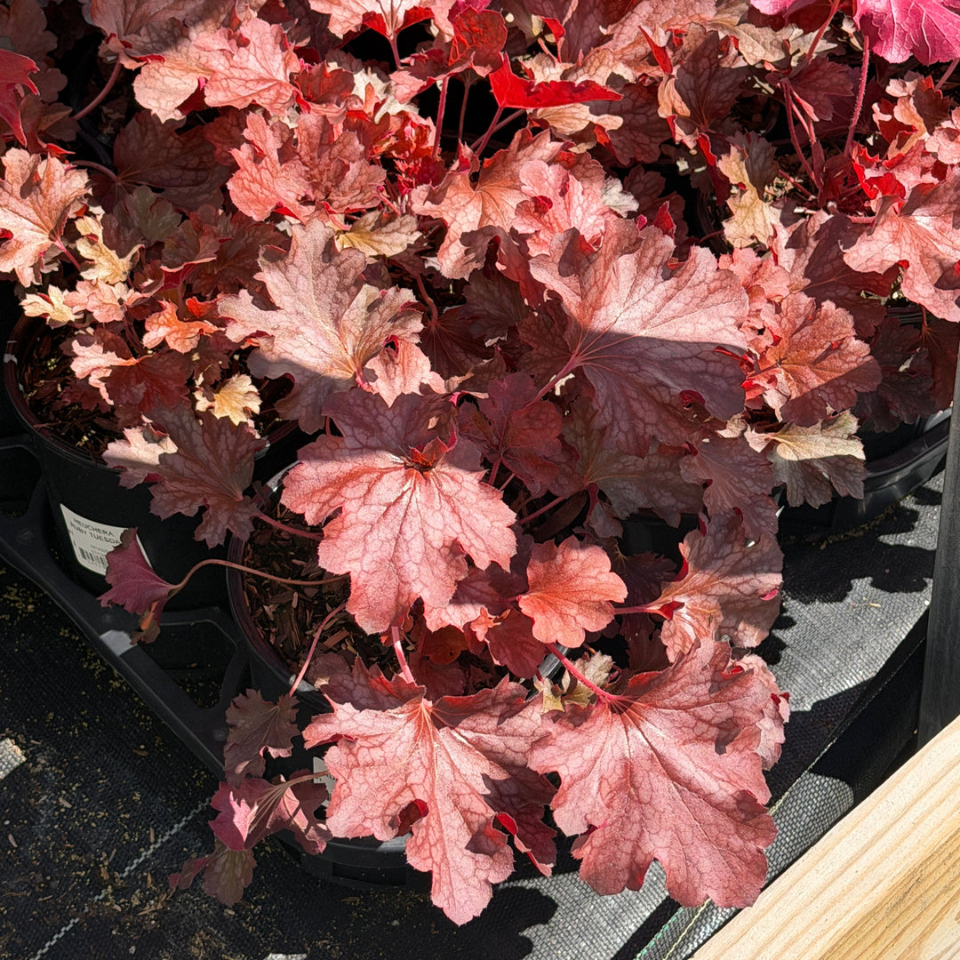 ruby coral bells |Spotswood Greenery