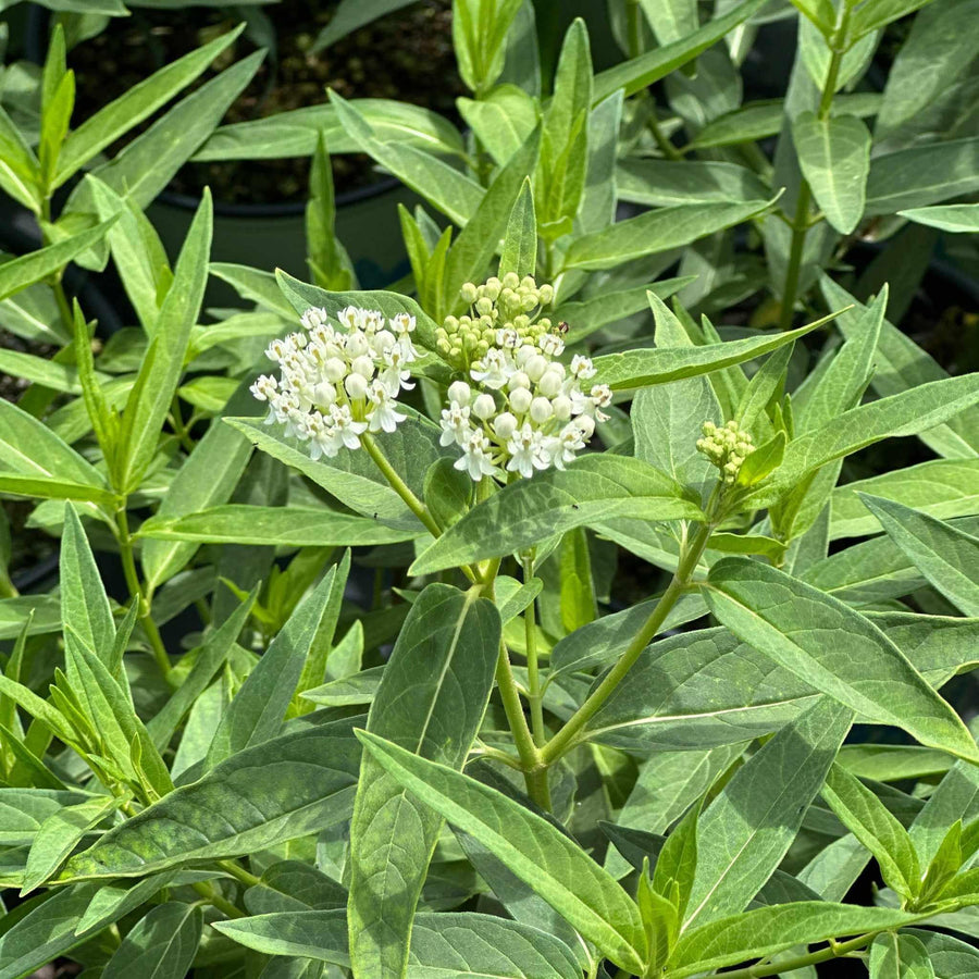 Ice Ballet Swamp Milkweed