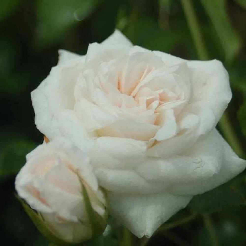 Iceberg Floribunda Rose