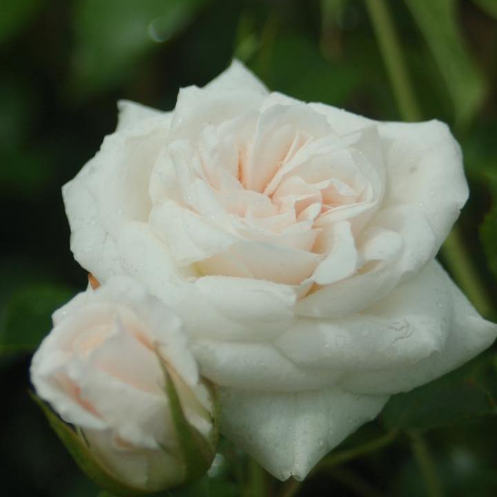 Iceberg Floribunda Rose