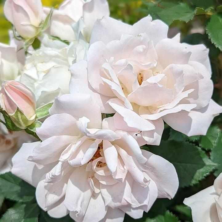 Icecap® Landscape Shrub Rose