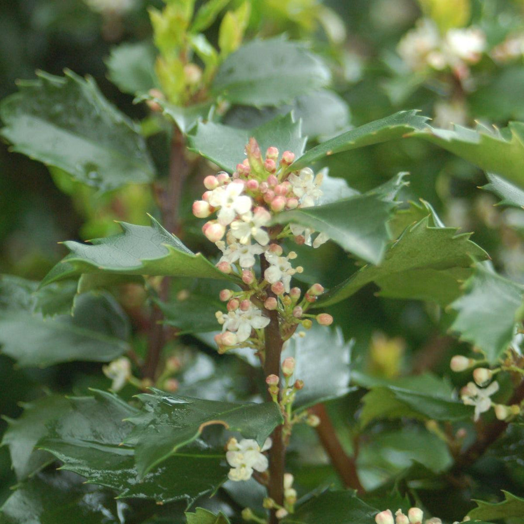 Blue prince holly |Prides Corner Farms